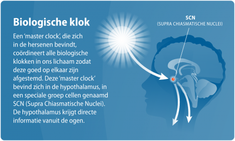 Biologische klok