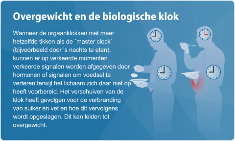 Overgewicht en de biologische klok