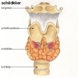 Schildklier