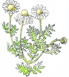 Kruiden en planten