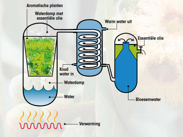 Productie van essentiële oliën middels stoomdistillatie 